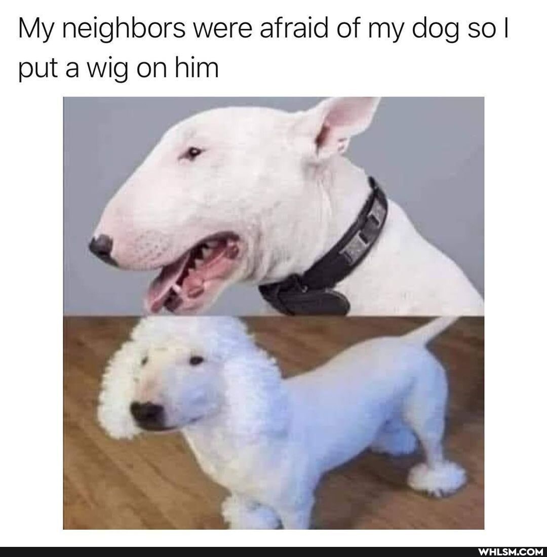 My neighbors were afraid of my dog so I put a wig on him