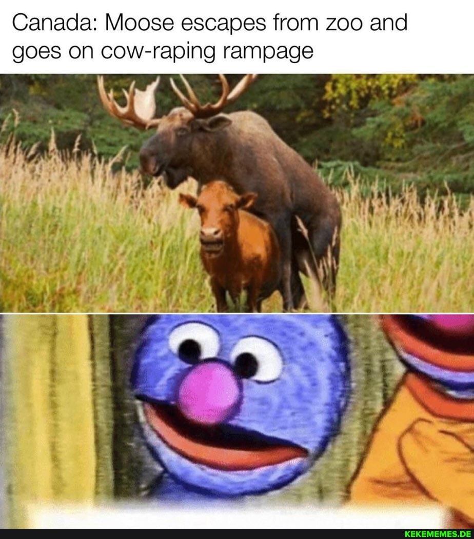 Canada: Moose escapes from zoo and goes on cow-raping rampage