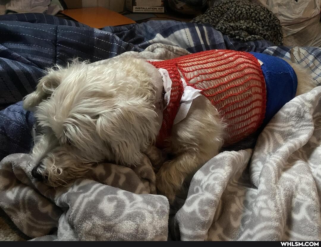 pets, dog, doggo, help_me_imgur