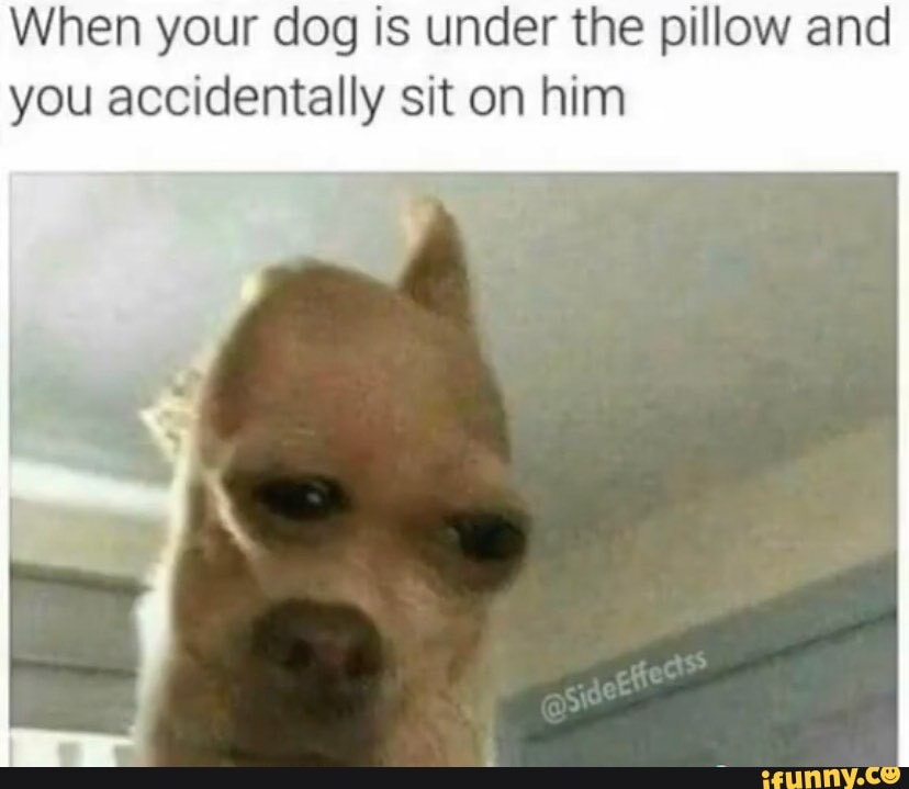When your dog is under the pillow and you accidentally sit on him iFunny
