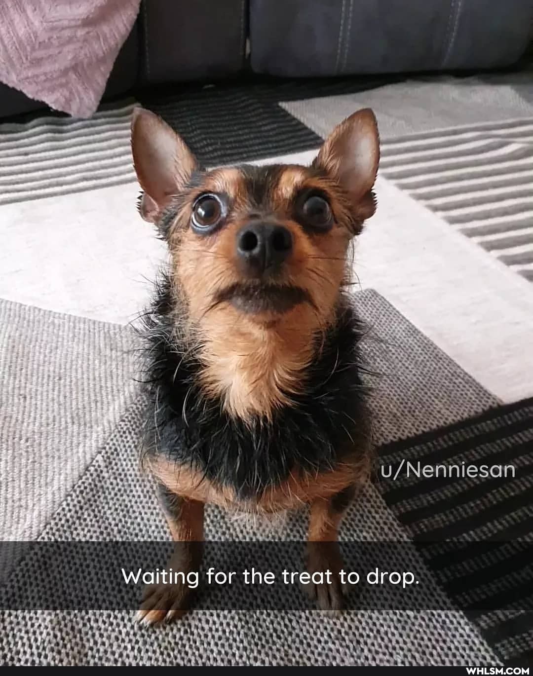 Waiting for the treat to drop.
