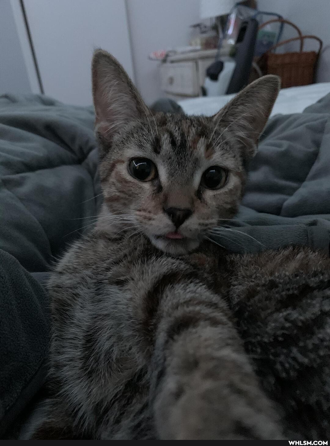 cats, aww, kitten