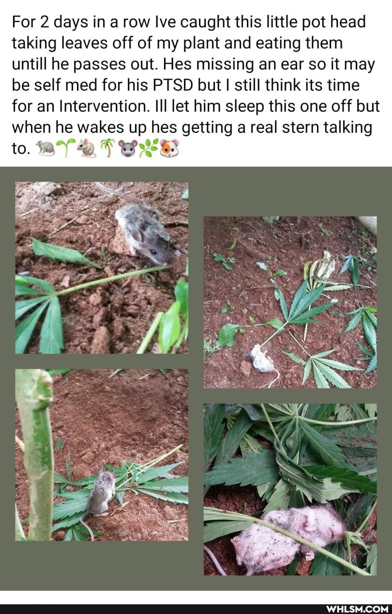 For 2 days in a row lve caught this little pot head taking leaves off of my plant and eating them
untill he passes out. Hes missing an ear so it may be self med for his PTSD but I still think its time for an Intervention. Ill let him sleep this one off but when he wakes up hes getting a real stern talking
to. BY
