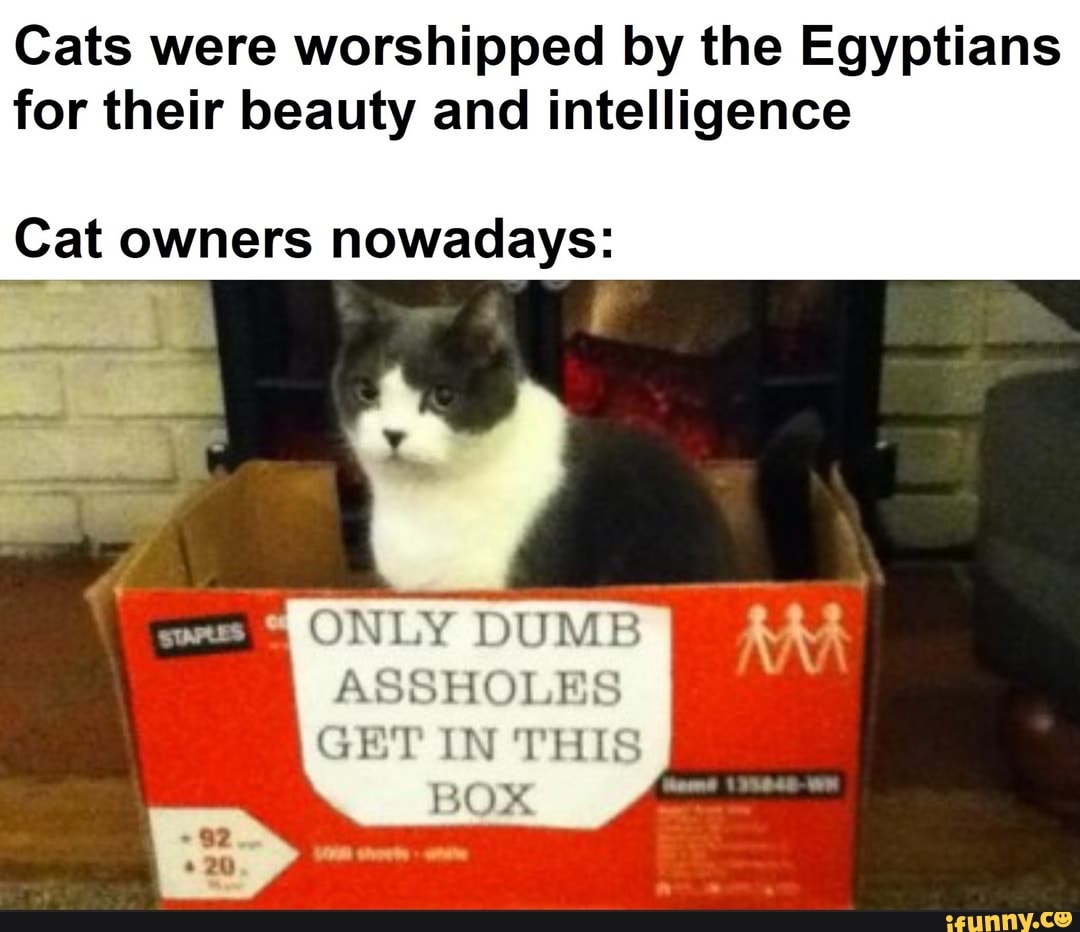 Cats were worshipped by the Egyptians for their beauty and intelligence ...