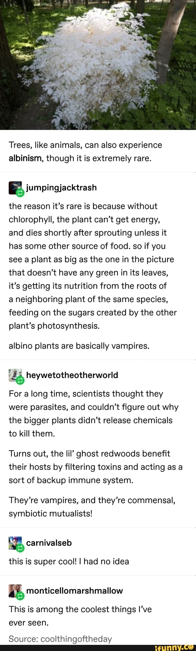 Trees, like animals, can also experience albinism, though it is extremely rare.
BF, iumpingjacktrash
the reason it's rare is because without chlorophyll, the plant can't get energy,
and dies shortly after sprouting unless it has some other source of food. so if you see a plant as big as the one in the picture that doesn't have any green in its leaves, it's getting its nutrition from the roots of
a neighboring plant of the same species, feeding on the sugars created by the other plant's photosynthesis.
albino plants are basically vampires.
For a long time, scientists thought they were parasites, and couldn't figure out why the bigger plants didn't release chemicals to kill them.
Turns out, the lil' ghost redwoods benefit their hosts by filtering toxins and acting as a sort of backup immune system.
They're vampires, and they're commensal, symbiotic mutualists!
this is super cool! I had no idea
This is among the coolest things I've ever seen.
Source: coolthingoftheday