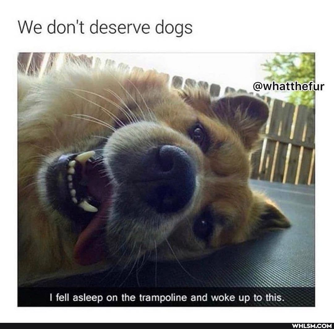 We don't deserve dogs
pares
I fell asleep on the trampoline and woke up to this.