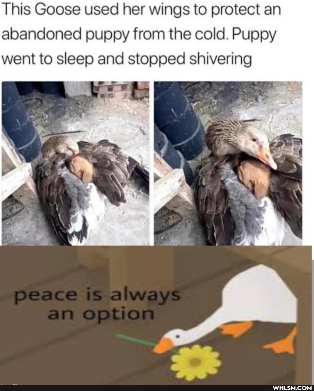 This Goose used her wings to protect an abandoned puppy from the cold. Puppy went to sleep and stopped shivering