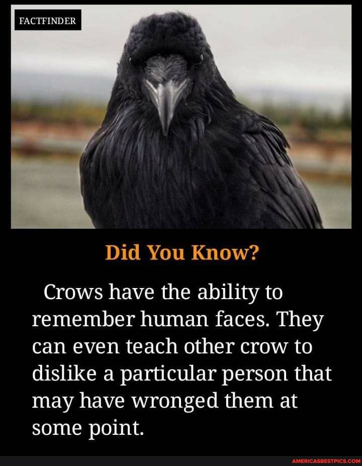 FACTFINDER
Did You Know?
Crows have the ability to remember human faces. They can even teach other crow to dislike a particular person that may have wronged them at some point.