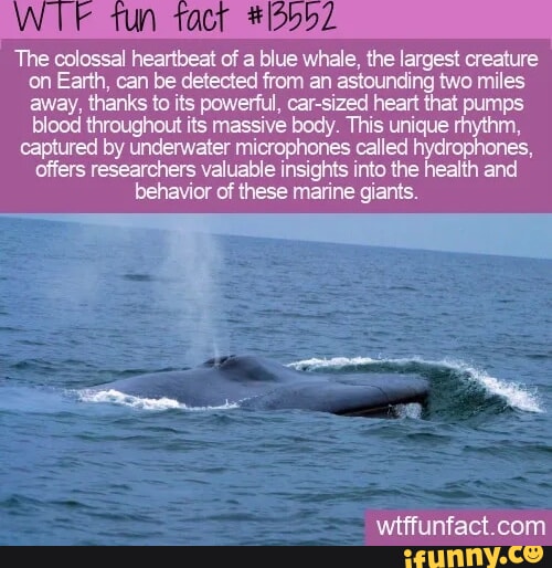 Sun The colossal heartbeat of a blue whale, the largest creature on ...