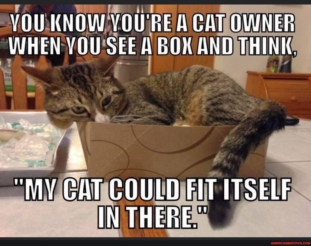 YOU KNOW VOURE A CAT OWNER WHEN YOU SEE A BOX AND THINK.
"MY CAT COULD FIT ITSELF IN THERE"