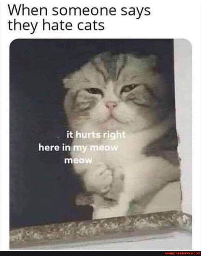 When someone says they hate cats
here in