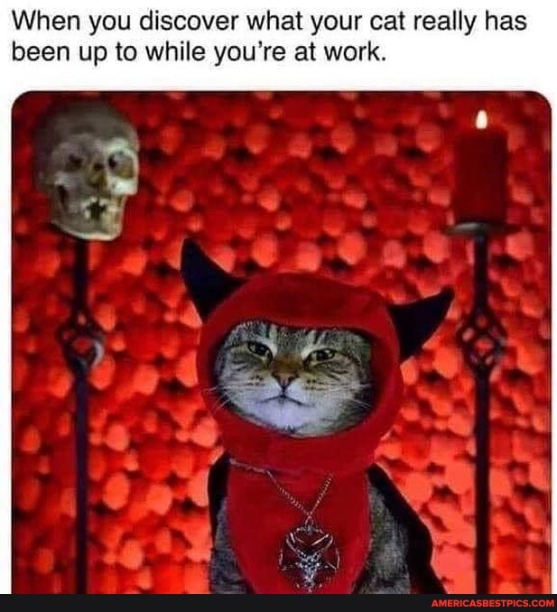 When you discover what your cat really has been up to while you're at work.