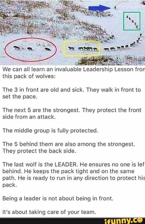 We can all learn an invaluah e eadershlp esson lron
this pack of wolves:
The 3 in front are old and sick. They walk in front to
set the pace,
The next 5 are the strongest. They protect the front
side from an attack,
The middle group is Fully protected.
The 5 behind them are also among the strongestt
They protect the back side.
The last wall is the LEADER, He ensures no one is Ie!
behind. He keeps the pack tight and on the same
path. He is ready to run in any direction to protect his
pack.
Being a leader is not about being in front.
It's about laking care of your (eam.
