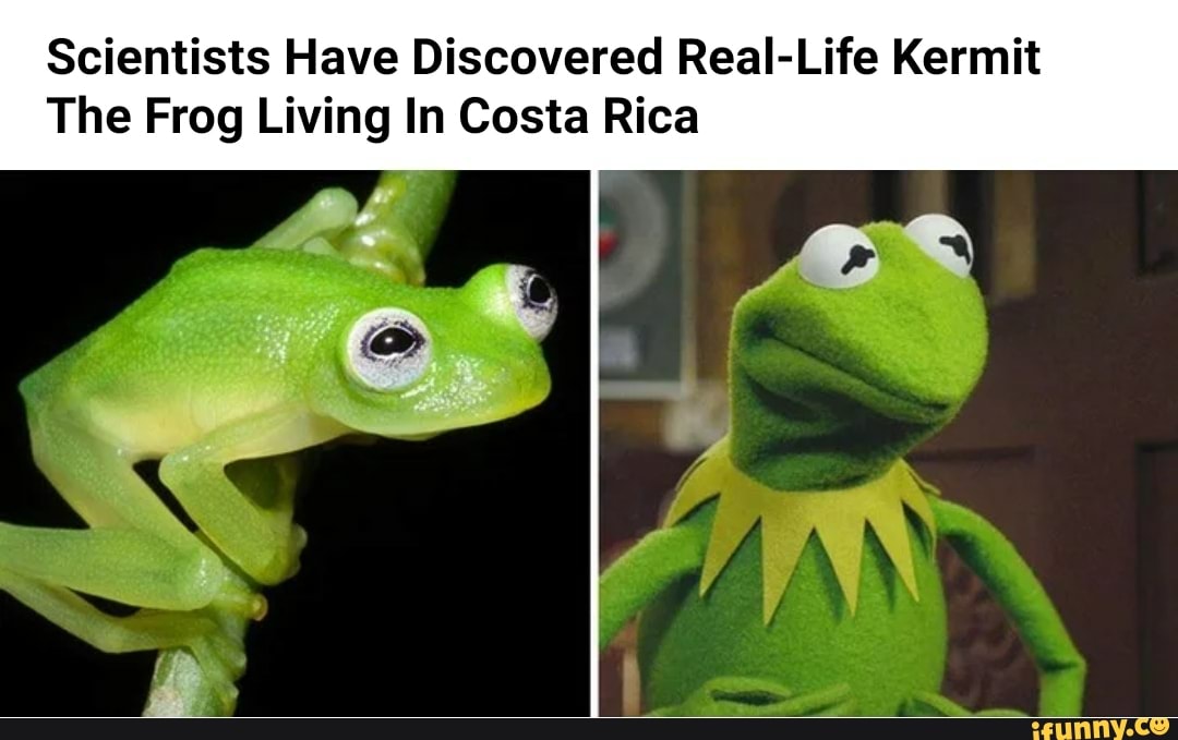 Scientists Have Discovered RealLife Kermit The Frog Living In Costa