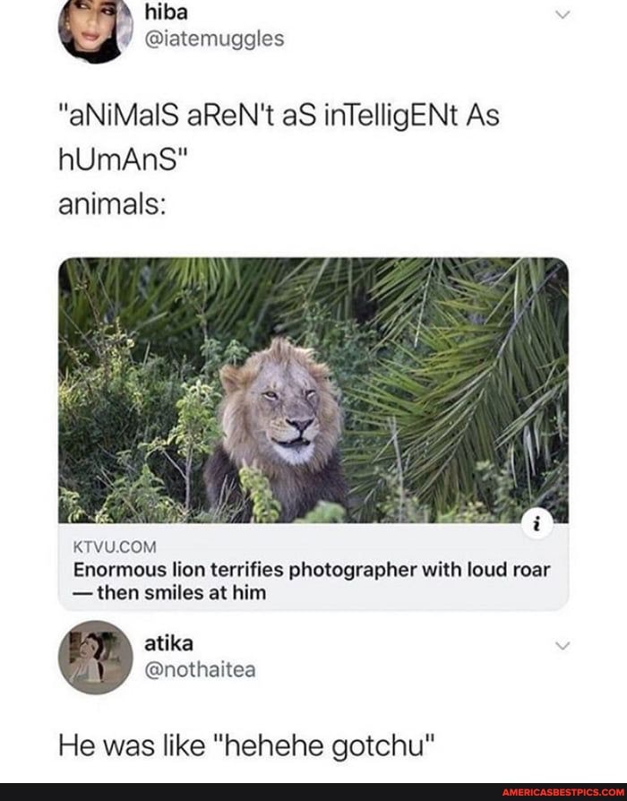 @letemuggles
"aNiMalS aReN't aS inTelligENt As hUmAnS" animals:
KTVUCOM
Enormous lion terrifies photographer with loud roar
-then smiles at him
He was like "hehehe gotchu"