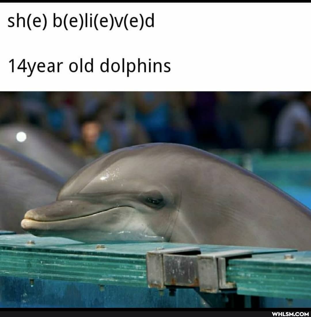 14year old dolphins