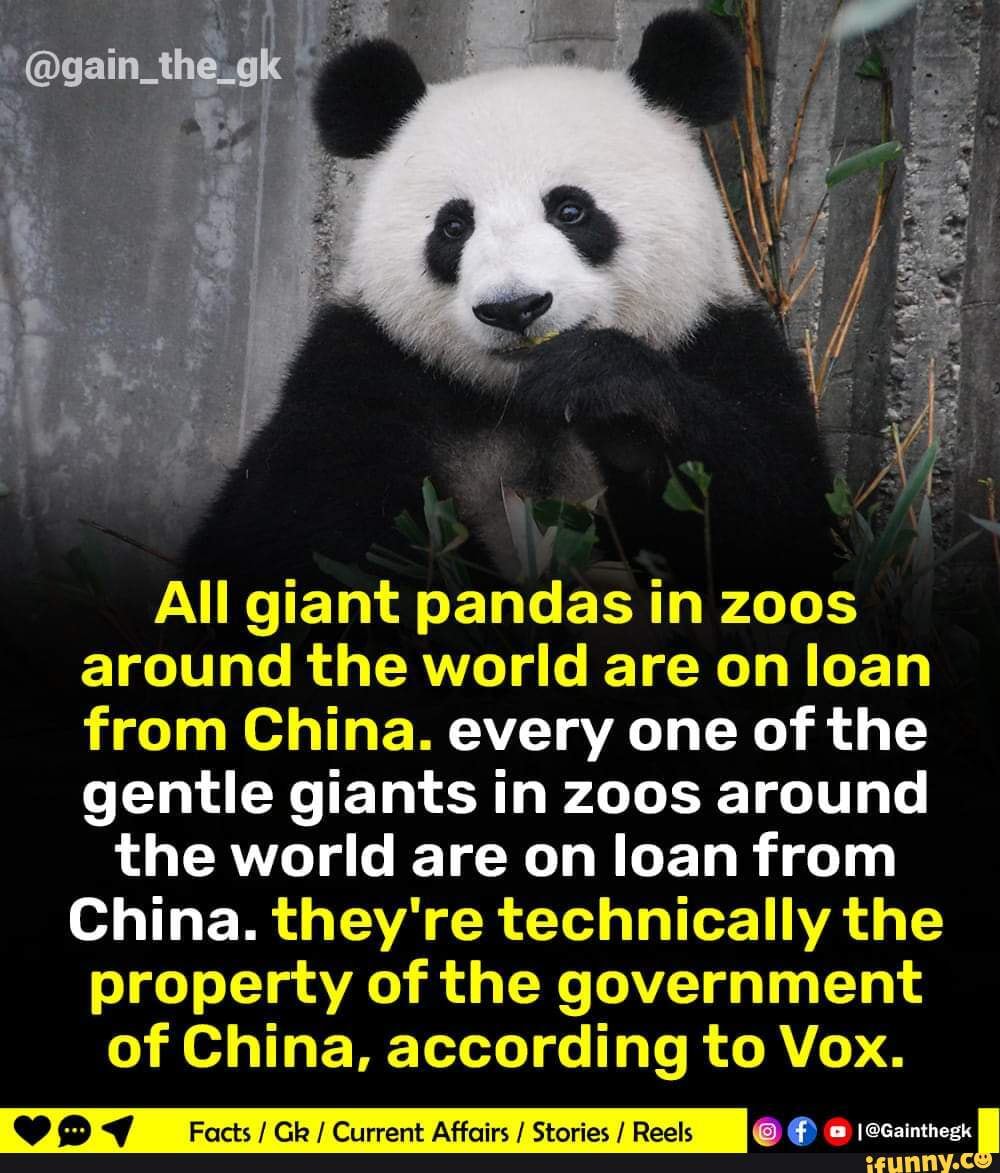 @gain_the_gk All giant pandas in zoos around the world are on loan from