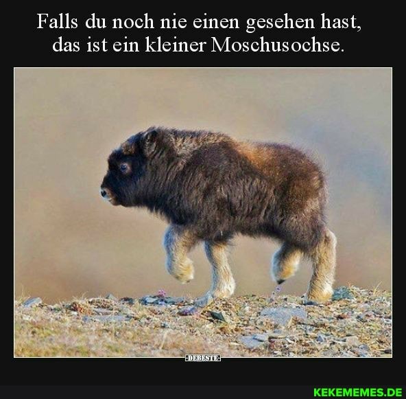 Falls du noch nie einen gesehen hast, das ist ein kleiner Moschusochse.