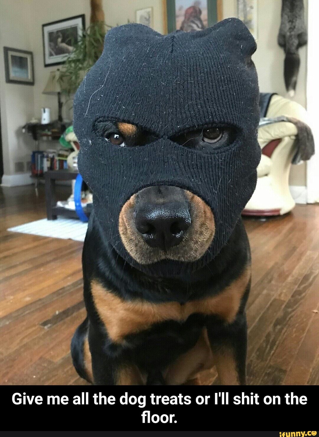 a
all the dog treats or I'll shit on the
floor.
Give me - Give me all the dog treats or I'll shit on the floor.