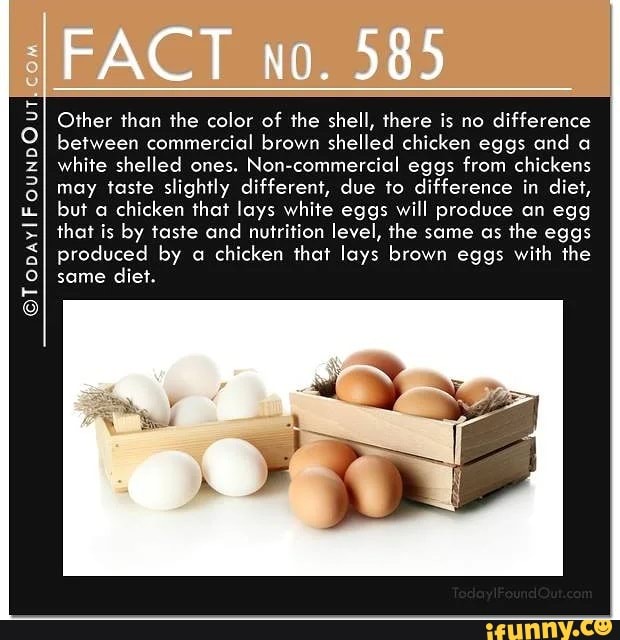 Fact 15. Facts about food. Interesting facts about food. Картинки с фактами о яйцах. Eggshell chick.