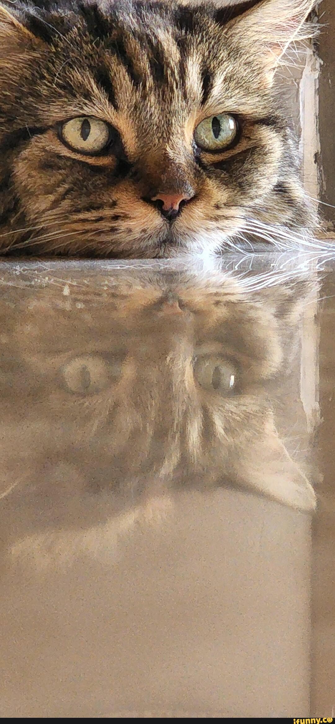 Duplicating memes. Best Collection of funny Duplicating pictures on iFunny