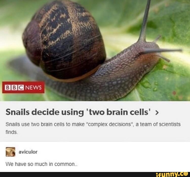 Snails decide using 'two brain cells' Snails use two brain cells to make "complex decisions", a team of scientists
finds.