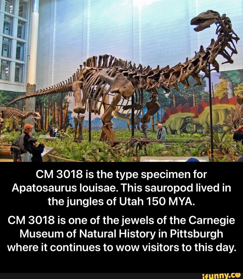 Cm 3018 Is The Type Specimen For Apatosaurus Louisae This Sauropod Lived In The Jungles Of