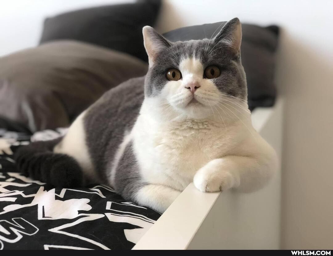 funny, cats, caturday, cat
