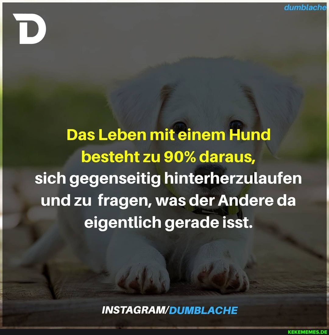 dumblache:
Das Leben mit einem Hund besteht zu 90% daraus, sich gegenseitig hinterherzulaufen und zu fragen, was der Andere da eigentlich gerade isst.
INSTAGRAM/