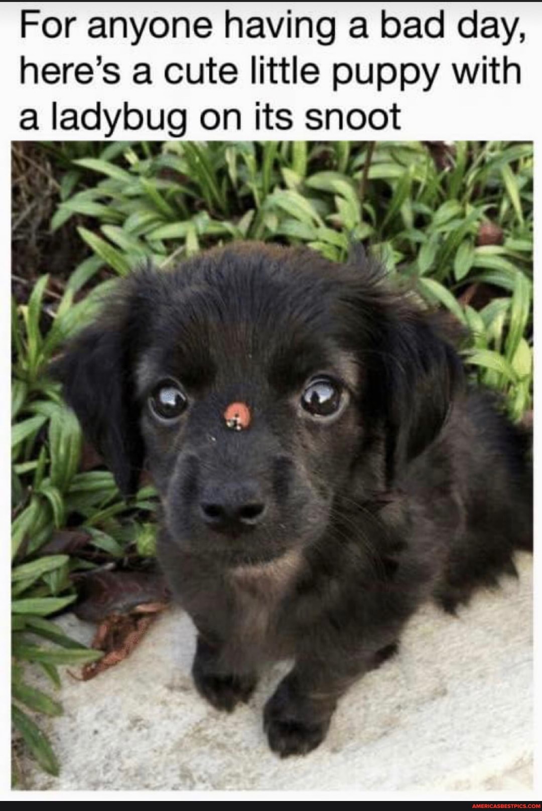 For anyone having a bad day, here's a cute little puppy with ladybug on its snoot