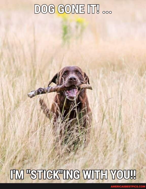 DOG GONE IT!...
I'M WITH YOU!
