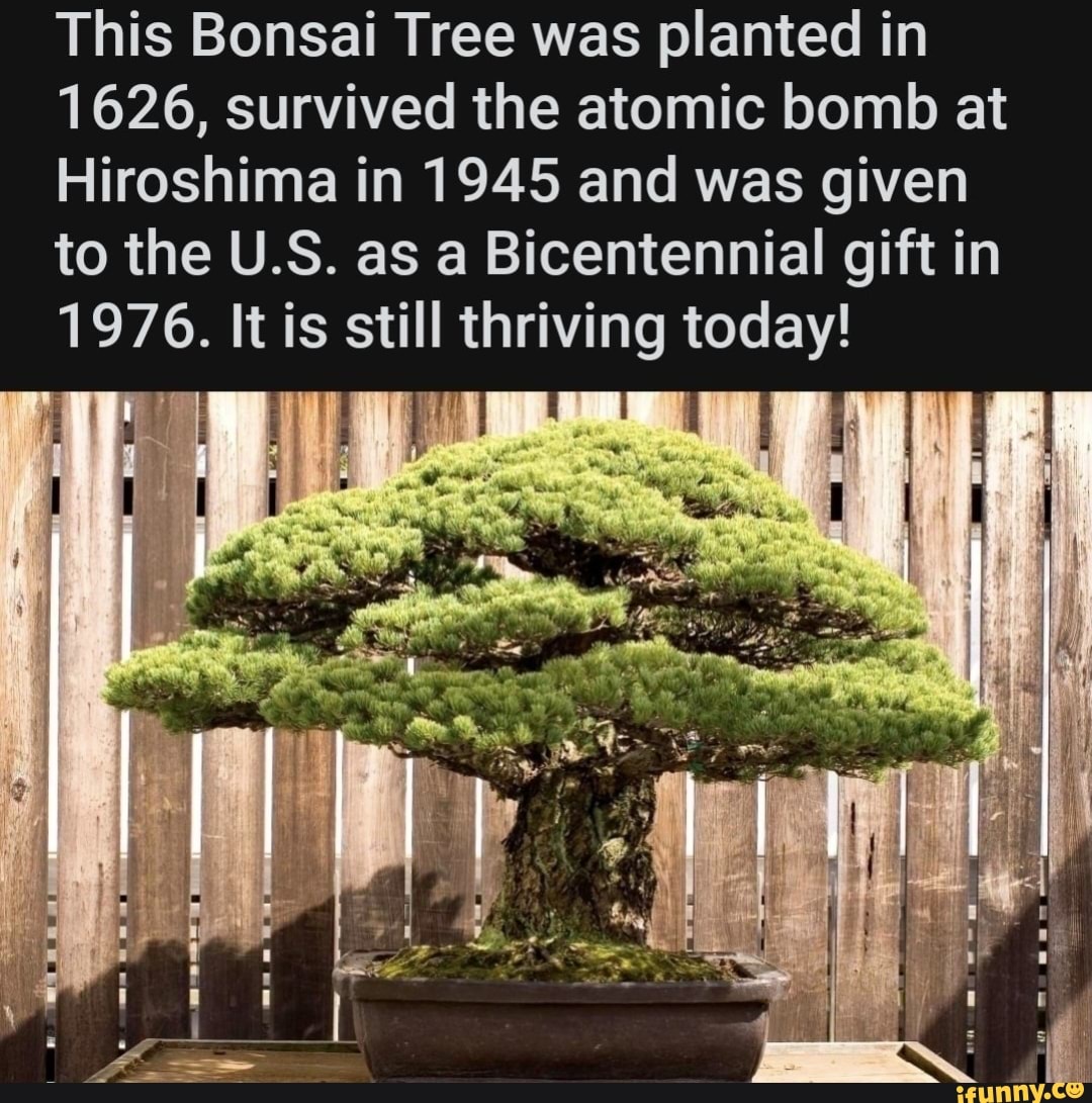 Bonsai memes. Best Collection of funny Bonsai pictures on iFunny
