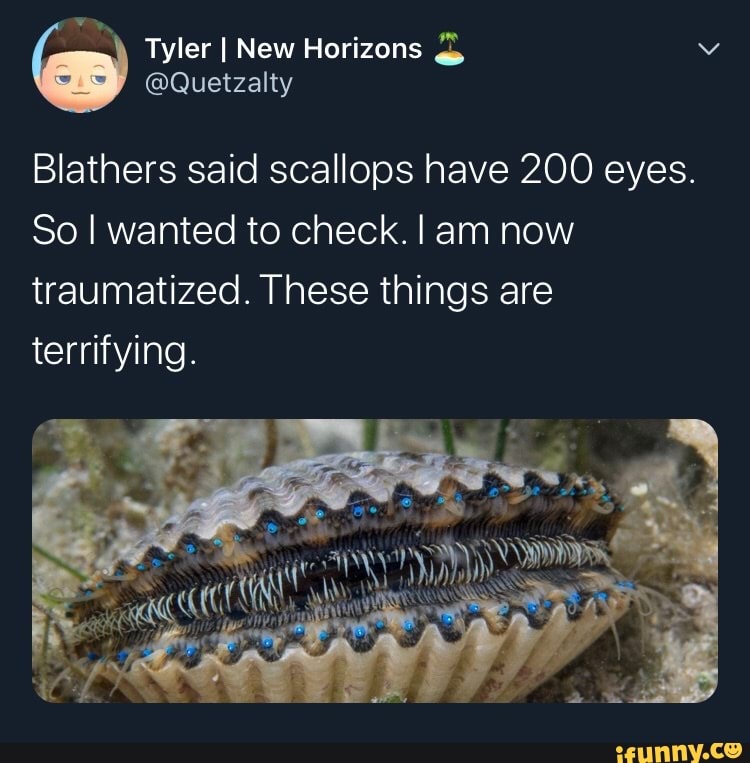 Blathers said scallops have 200 eyes. So I wanted to check. I am now