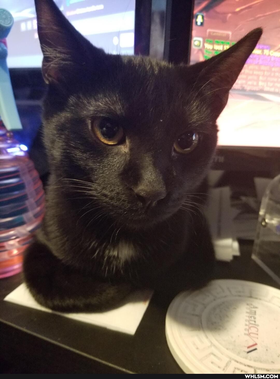 aww, cat