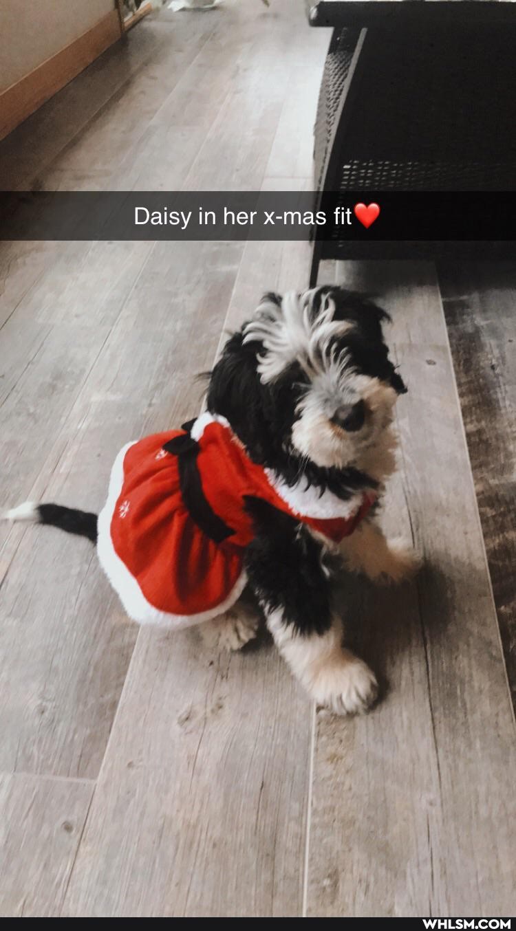 Daisy in her x-mas fit