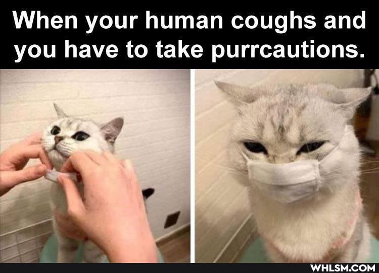 When your human coughs and you have to take purrcautions.
at