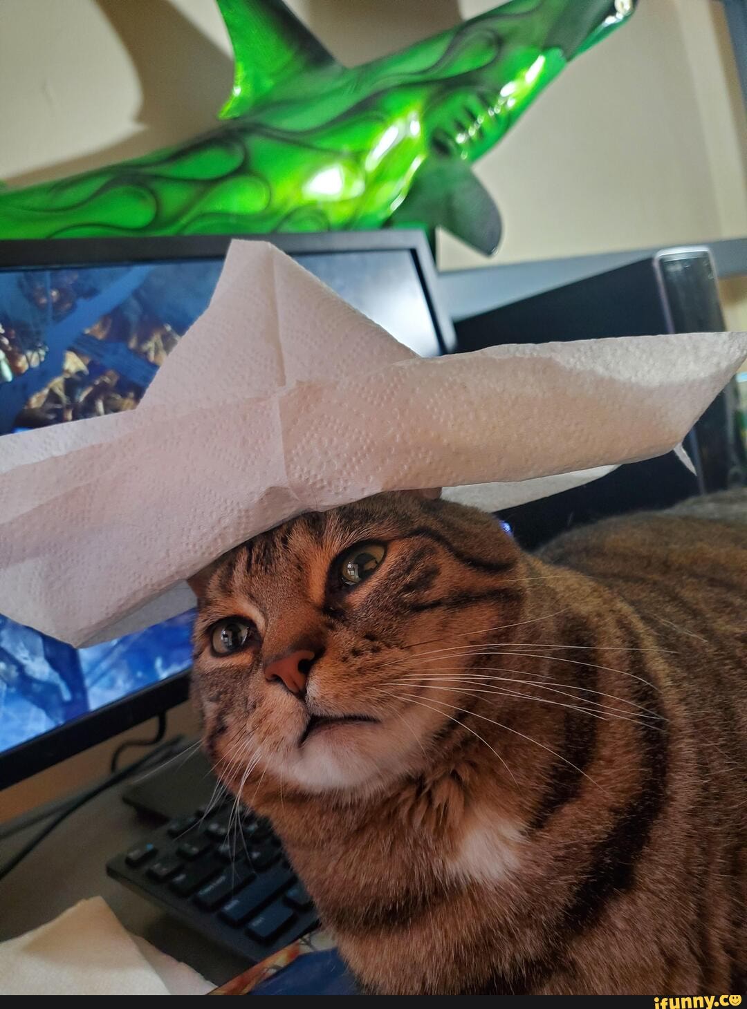 Cat in a hat iFunny