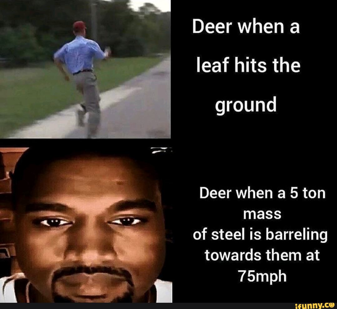 Deer when a leaf hits the ground af
Deer when a 5 ton mass of steel is barreling towards them at
75mph