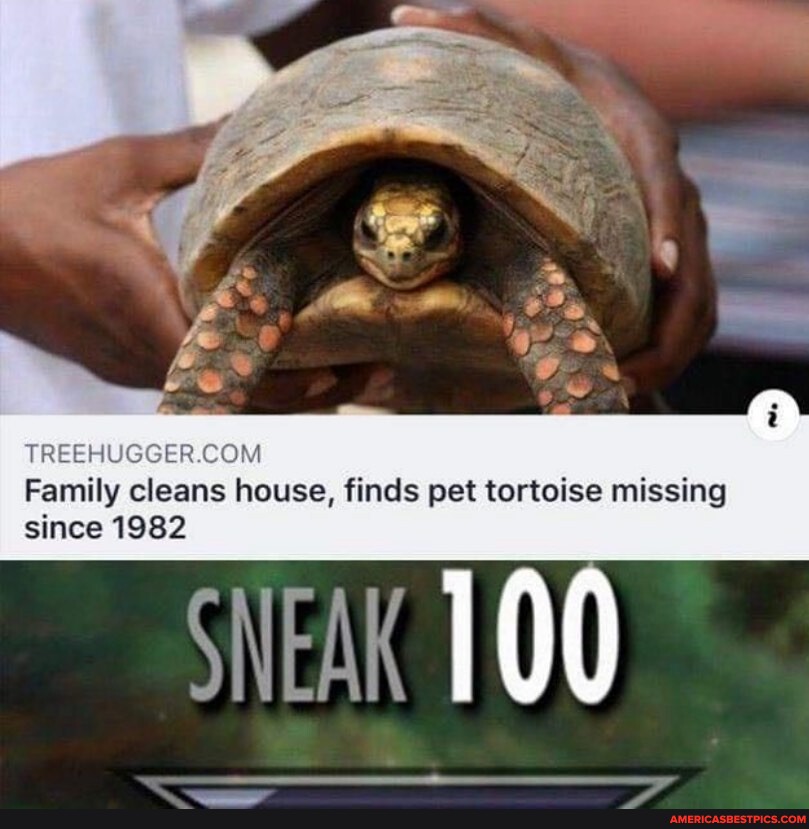 Tortoise memes. Best Collection of funny Tortoise pictures on America's  best pics and videos