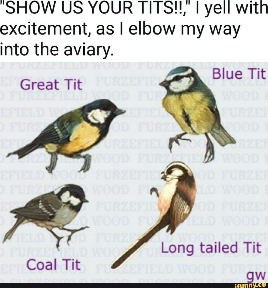 SHOW US YOUR TITS!!, I yell with excitement, as I elbow my way into the  aviary. Blue Tit if Great Tit Long tailed Tit Coal Tit gw - iFunny