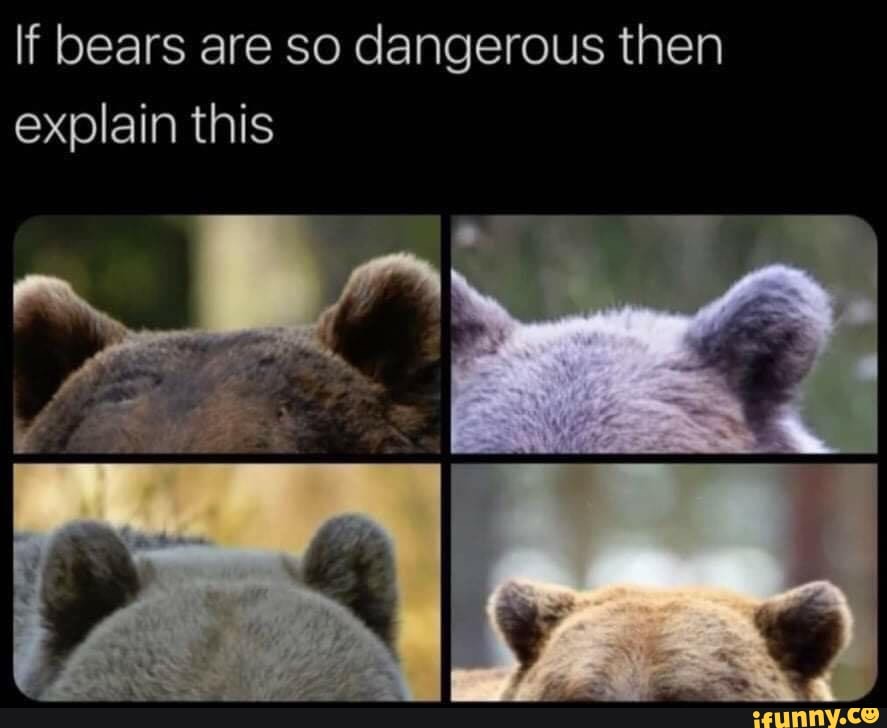 Bears Are So Dangerous Then Explain This IFunny
