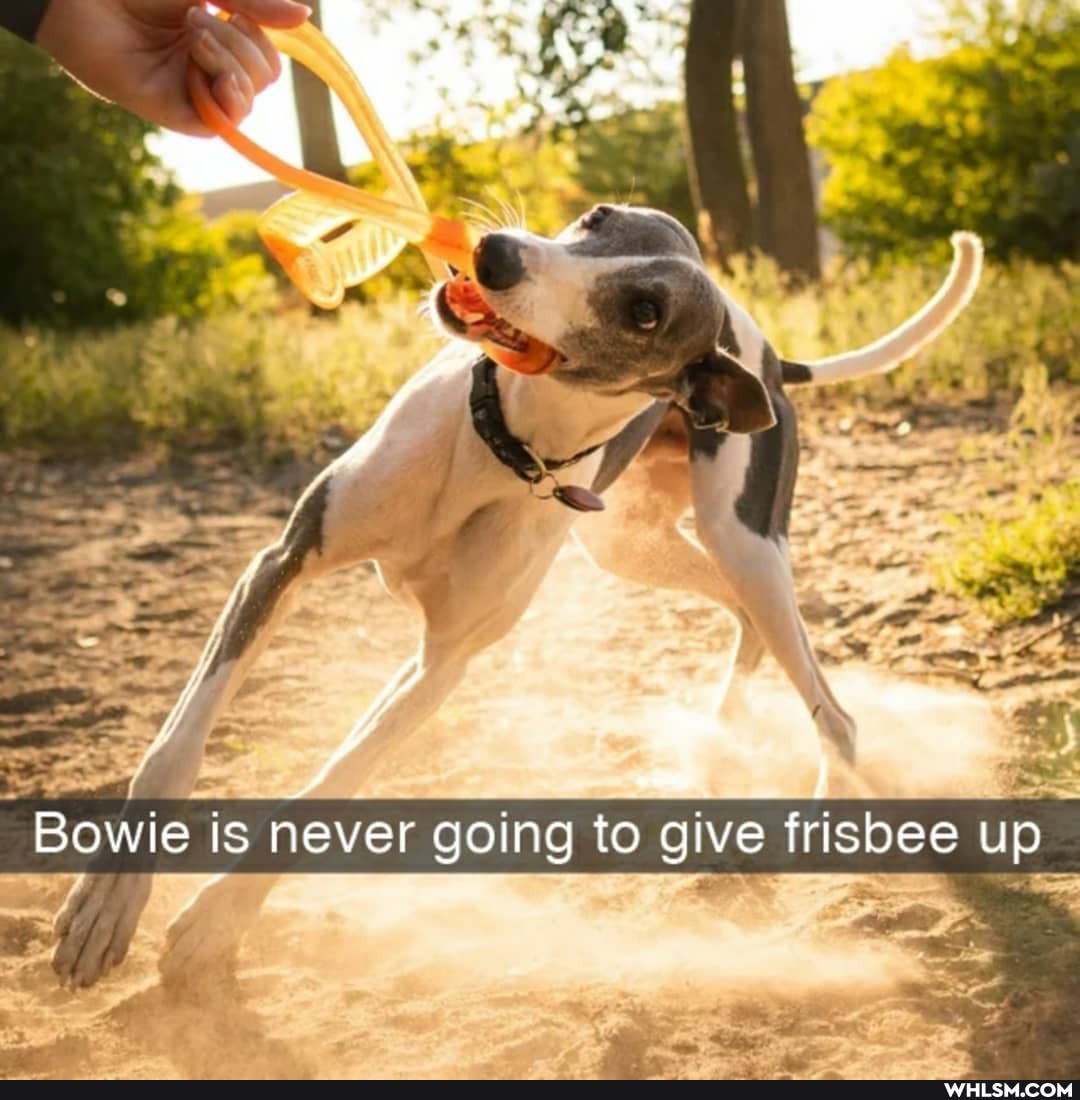 Bowie is never going to give frisbee up
rt