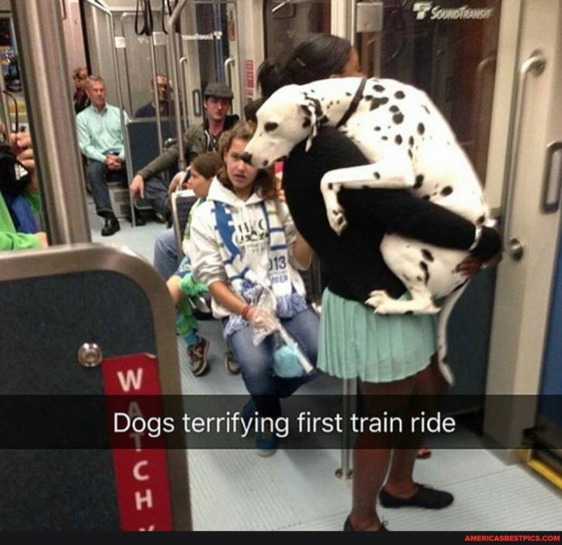 Dog's terrifying train ride - Dogs terrifying first train ride ...