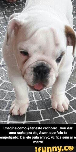 Imagine éter este cçhomo dar
pra ele, Awnn que fofo ta empolgado,
Dai
fica sem ar e
morre - Imagine como é ter este cachorro...vou dar uma ração pra ele, Awnn que fofo ta empolgado, Dai ele pula em vc, vc fica sem ar e morre