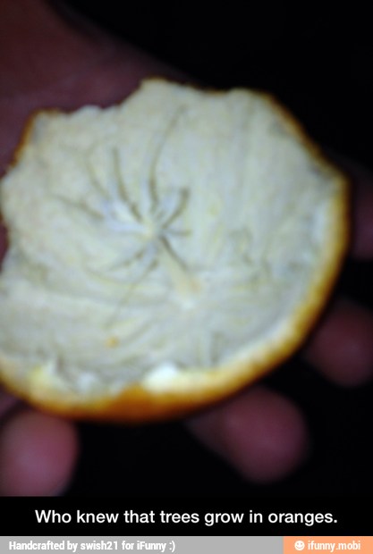 Who knew that trees grow in oranges. - Who knew that trees grow in oranges.