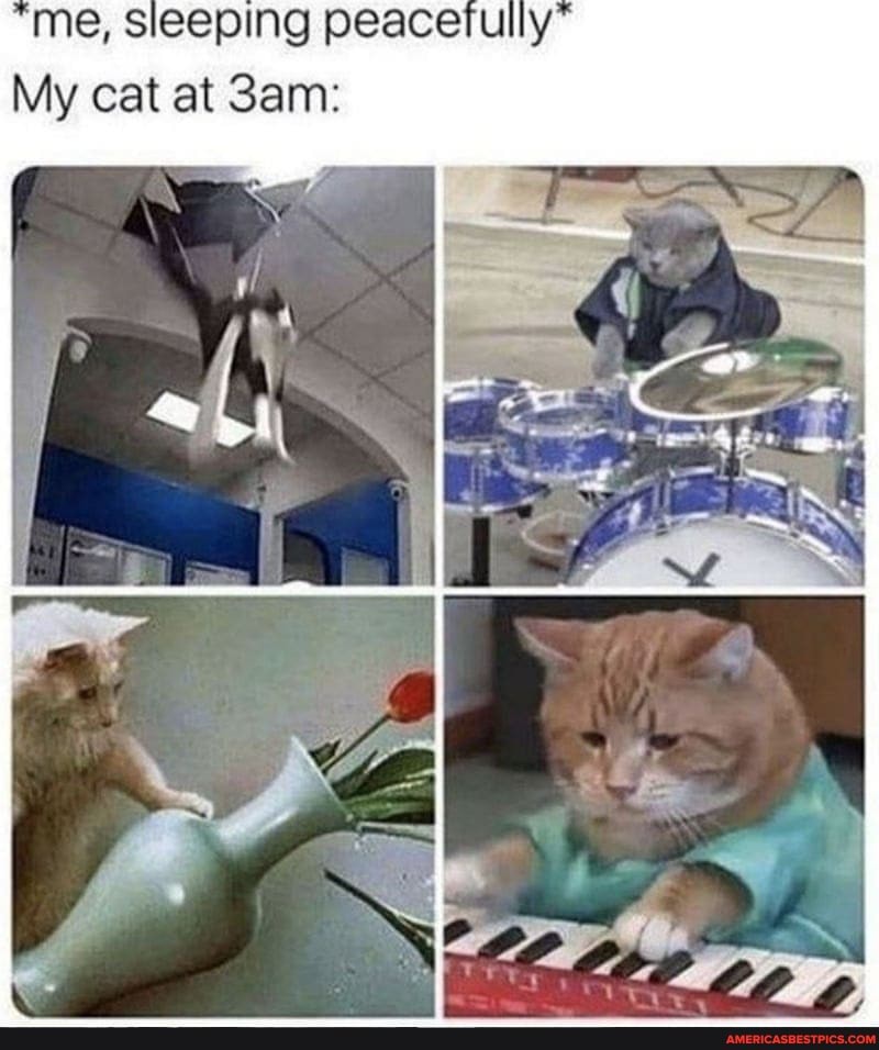 me, sleeping peacefully
My cat at Sam: