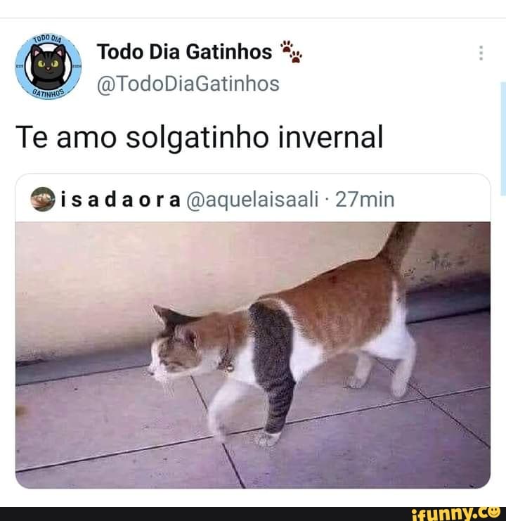 Todo Dia Gatinhos "u.
(DTodoDiaGatinhos
Te amo solgatinho invernal
Gisadaora Qaquelaisaali 27min