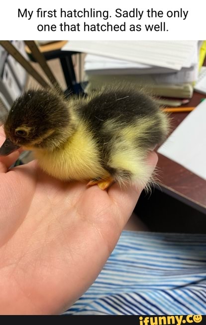 My first hatchling. Sadly the only one that hatched as well.