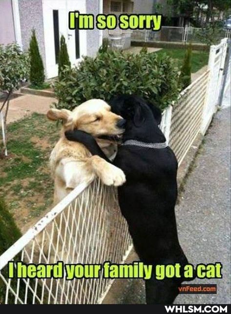 I ar
SSS
th
Ne
han
your family got a'cat: