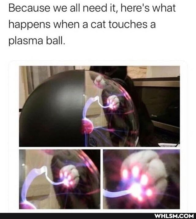 Because we all need it, here's what happens when a cat touches a plasma ball.